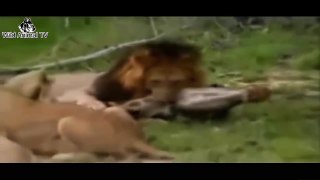 Big Battle Animals Real Fight | Top 10 Craziest Animal Fights Caught On Camera