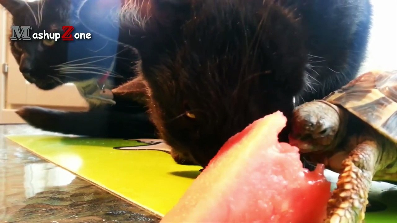 Top 10 Funny Turtle / Tortoise Videos Compilation 2016