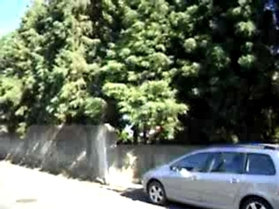 albergaria,arvores e matagais