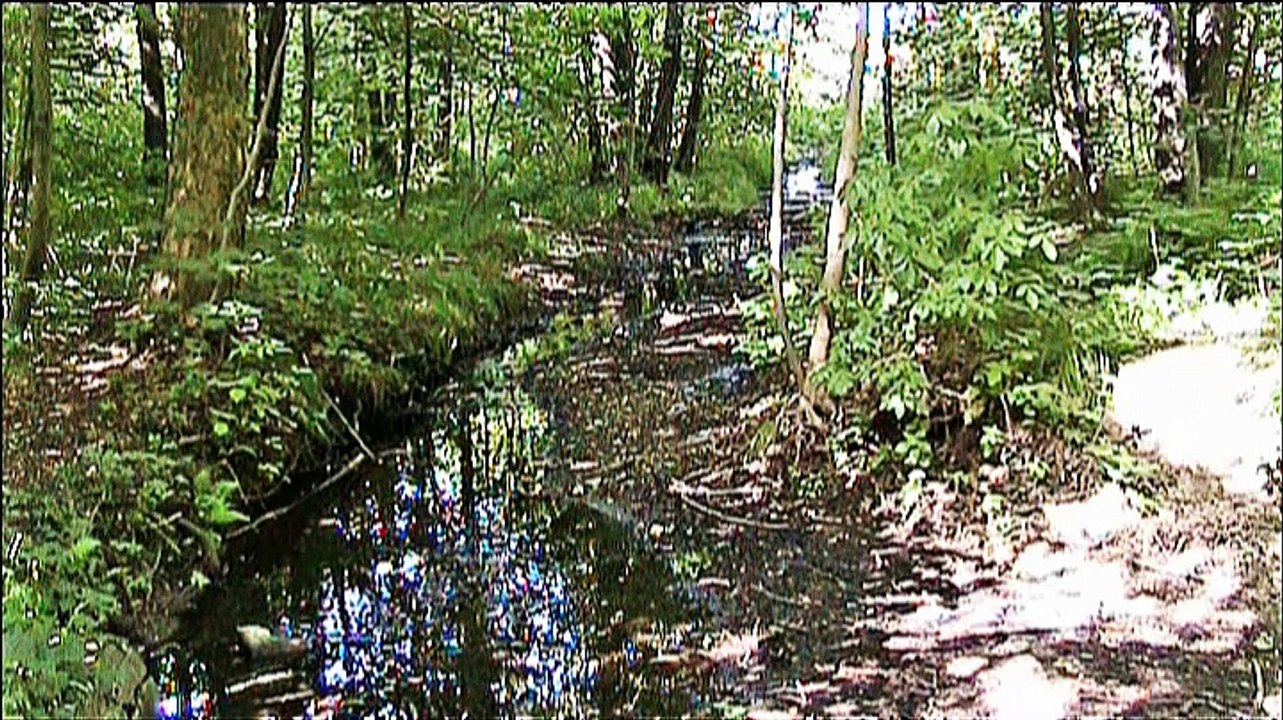 Auf großer Tour durch den Freiberger Hospitalwald - 1