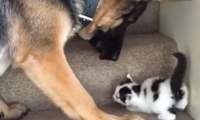 Un petit chat est aidé par un berger allemand à monter un gros escalier !
