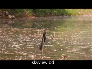 জাহাঙ্গীরনগর বিশ্ববিদ্যালয়ের পুকুরে দেখা যায় দুইটি সাপের খেলা