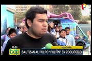 Huachipa: bautizan al pulpo ‘Pulpín’ en zoológico