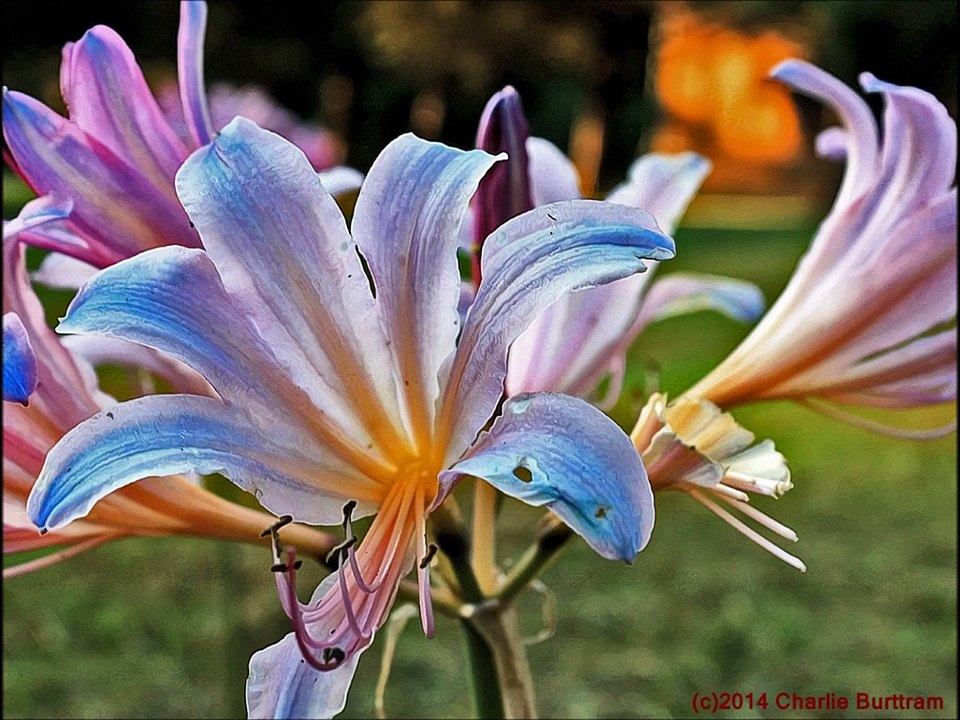 Emmylou Harris and John Prine - 'Magnolia Wind'