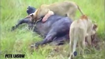 Lion vs Elephant vs Buffalo vs Crocodile - Elephant Kills Lion - Wild Animal Attacks #16