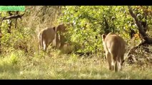 Amazing Animals Attacks In Real Life # 5 Lions attacking Buffalo Meat - Part 3 | Wild Anim