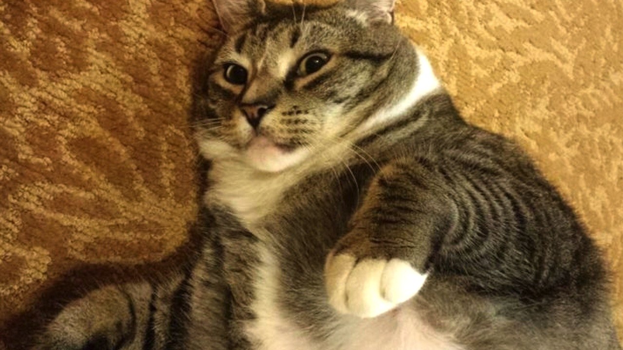Twitter Goes Nuts For MORBIDLY OBESE CAT