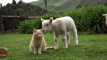 Découvrez Steve, l'adorable matou à la tête d'un troupeau d'agneaux