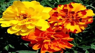 10 Plantas y Flores que repelen Insectos de tu jardín