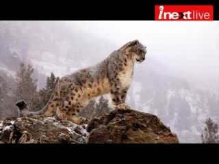 Two snow leopards sighted at Gangotri National Park