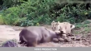 Most Amazing Wild Animal Attacks Top Craziest Animal Fights Caught On Camera,Lion,Hippo – Rachel