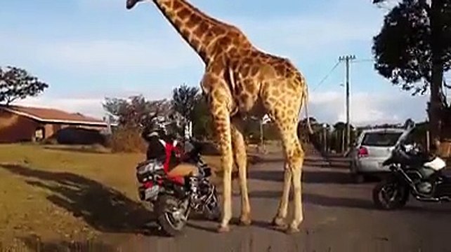 Excuse me sir, but you're standing a little too close for comfort... (santa-banta-group)