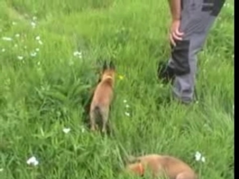 A-Wurf erste Fährte Aphrodite & A-Smudo