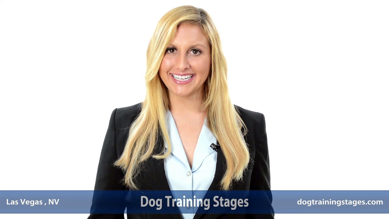 Dog Training Stages