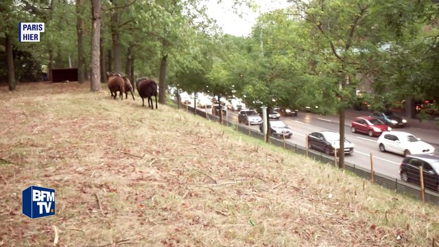 Paris: des moutons pour entretenir les bords du périphérique