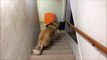 Ce chien monte les escaliers les fesses d'abord lol marche arrière toute !