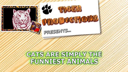 Cats are simply funny, clumsy and cute! - Funny cat compilation