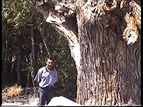 Asırlık Dev kavak ağacının içi ve Çeşme taşı olarak kullanılan Arkeolojik eserler