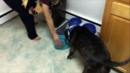 Ce chien ne sait pas quoi choisir, gamelle ou gratouilles