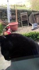 Un chat nettoie une vitre