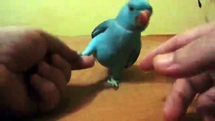 Parrot trick training - play dead trick