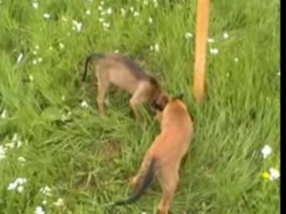 A-Wurf erste Fährte Amee &  A-Oggy