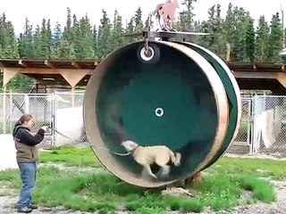 Siberian Husky thinks he's a Hamster