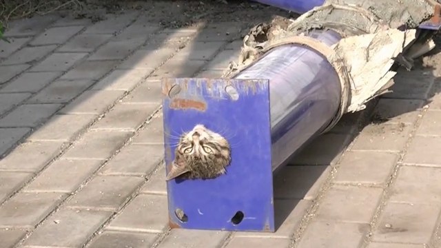 Des pompiers viennent en aide à un chaton