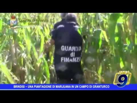 Brindisi | Una piantagione di marijuana in un campo di granturco