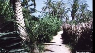 Tourisme en Tunisie _ oasis_gabes