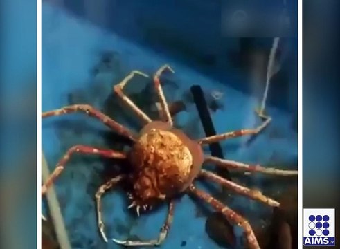 چھوٹے کیڑے اپنے آپ کو کس طرح تبدیل کرتے ہیں دیکھیے اس ویڈیو میں