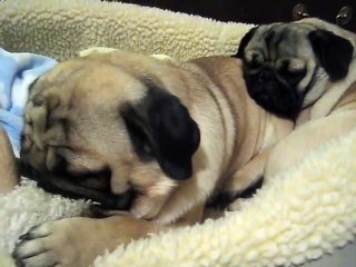 Pugs Snoring