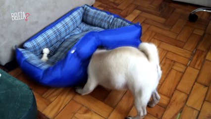 Pugs molhados gostam de fazer ZOEIRA!