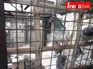 Crazy about Pigeons !