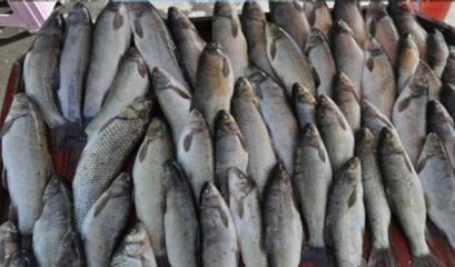 Palamut Avı Küçük Balıkların Yaşamasını Sağlıyor"