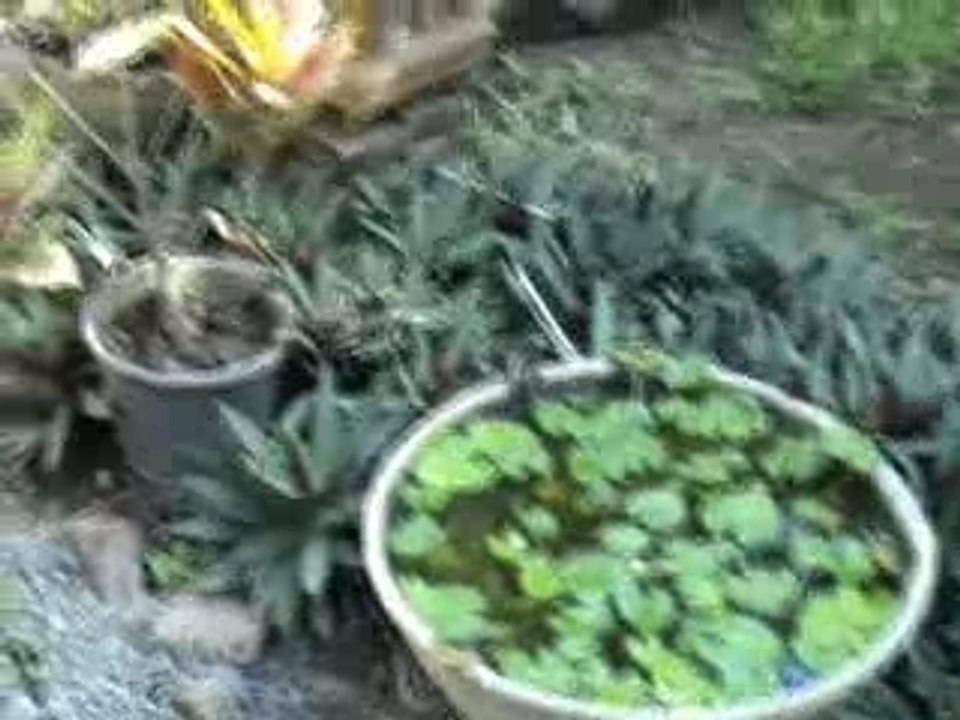 Rosa-ecolodge à Java est