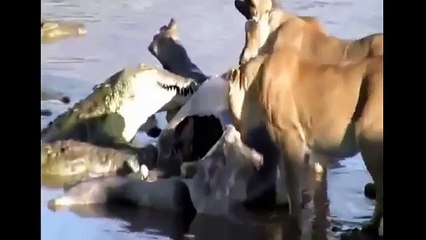 Real fight animals on the planet Lion vs Crocodile #2 Lion vs buffalo PART2