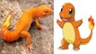 11 Pokemon That Actually Exist In Real Life