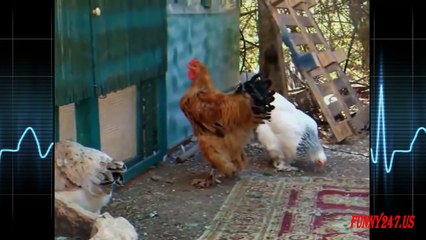 Amazing Chicken Mating In Love