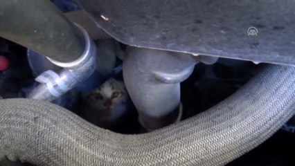 İnatçı Kedi, Pes Ettirdi