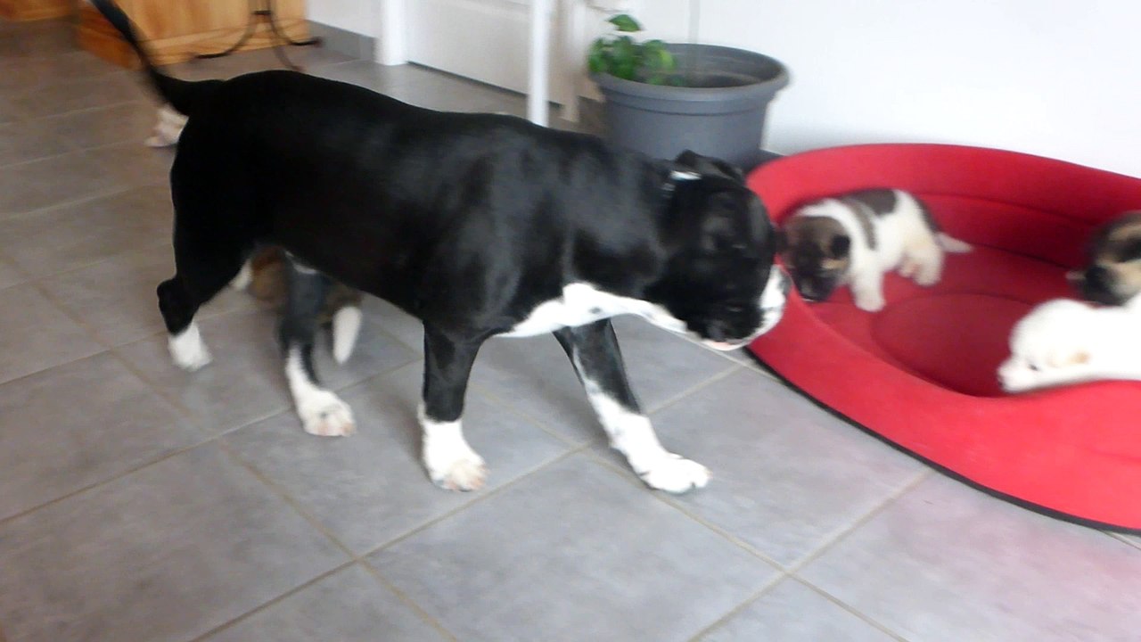 Chiots akita américain avec black'o ,faites de la place j'arrive !