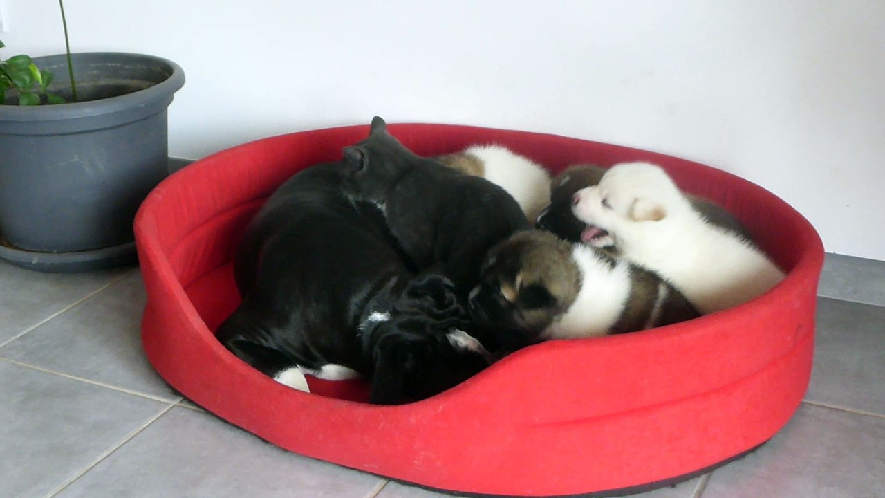 akita  américain ,grisou  le chat et black'o continental bulldog