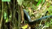 Worlds biggest snake found in Amazon river - Biggest python snake - Giant anaconda Largest snake