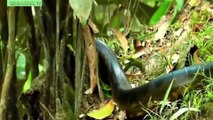 Worlds biggest snake found in Amazon river - Biggest python snake - Giant anaconda Largest snake