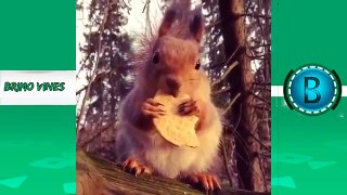 Try Not To Laugh Challenge - Funny_Animals_Vines 2016
