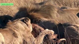 5 Craziest Animal fights caught on Camera # Lion vs Wild Boar, Lippopotamus attacks Buffalo | Part
