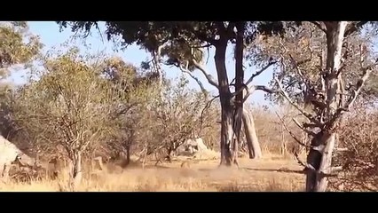 Socking Buffalo Kills Lion, Leopard vs Wild Dogs, Snake, Wolf When Prey Fights Back