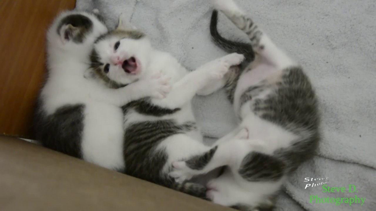 Kitten playing video