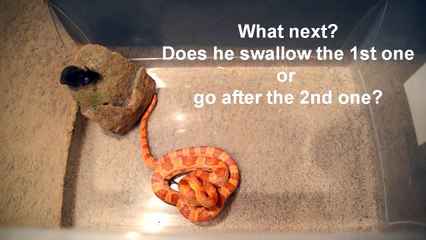 Yılan İki Fare Karşısında